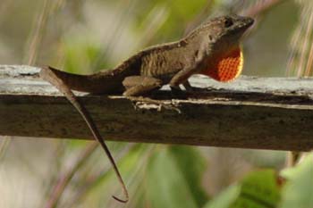 Brown Anole 1