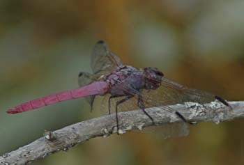 Roseate Skimmer-2