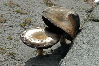 brown fungi