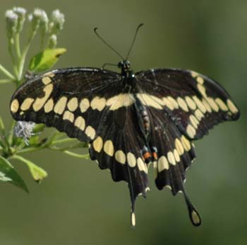 Giant Swallowtail