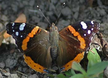 Red Admiral
