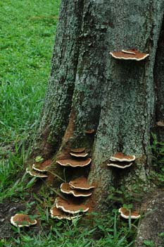 Shelf Fungus