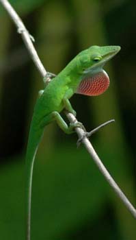 green anole