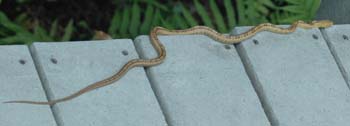 snakewalk