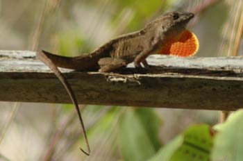 Brown Anole 2