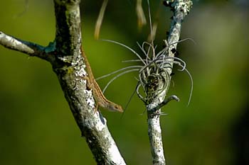 Brown Anole 3