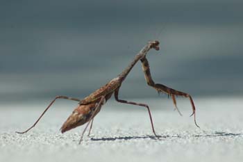 Carolina Mantis 1