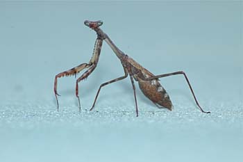 Carolina Mantis 2