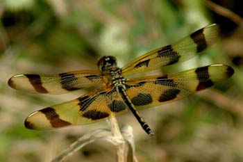 Halloween Pennant