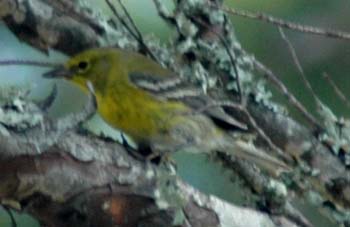 Pine Warbler