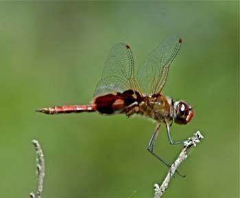 Red Saddlebags