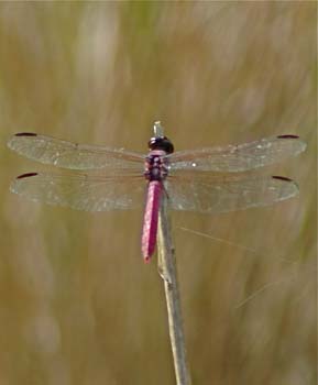 Roseate Skimmer
