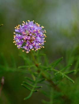 Scrub Clover