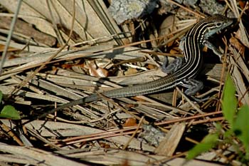 Six-lined Racerunner