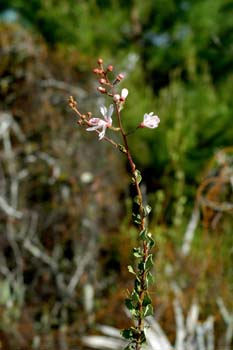 Tarflower