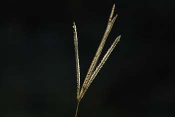 grass