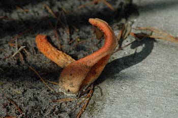 orange fungus