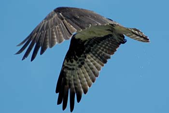 osprey 2
