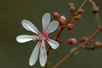 tarflower 2