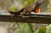 Brown Anole 1