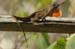 Brown Anole 2