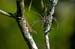 Brown Anole 3