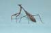 Carolina Mantis 2