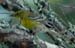 Pine Warbler