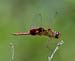 Red Saddlebags