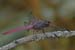 Roseate Skimmer-2