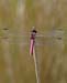 Roseate Skimmer