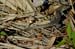 Six-lined Racerunner