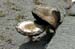 brown fungi