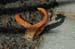 orange fungus