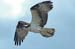 osprey 1