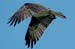 osprey 2