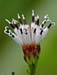 palafoxia