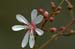 tarflower 2