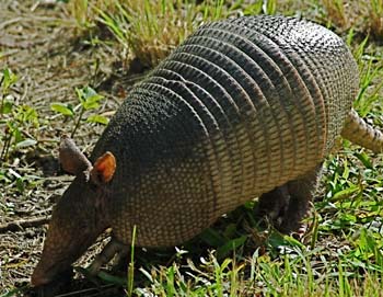 Armadillo