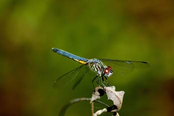 Blue Dasher