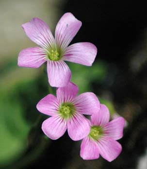 Buchnera sp.?