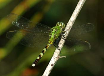 Eastern Pondhawk