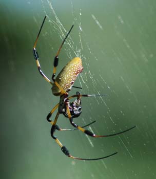 Golden_Silk_Orb_Weav#168605