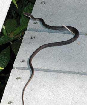 Southern Black Racer