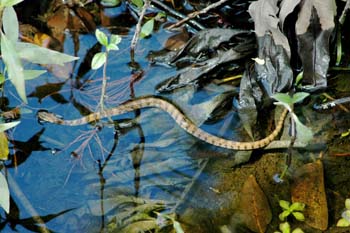 Unidentified Herp
