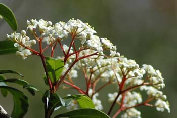 Walter's Viburnum