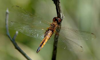 Wandering Glider
