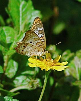 White Peacock