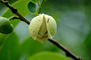 annona glabra