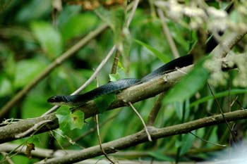 coluber constrictor 2